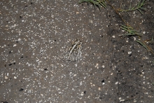 Post daytona field herping with Jaffo and Eric
