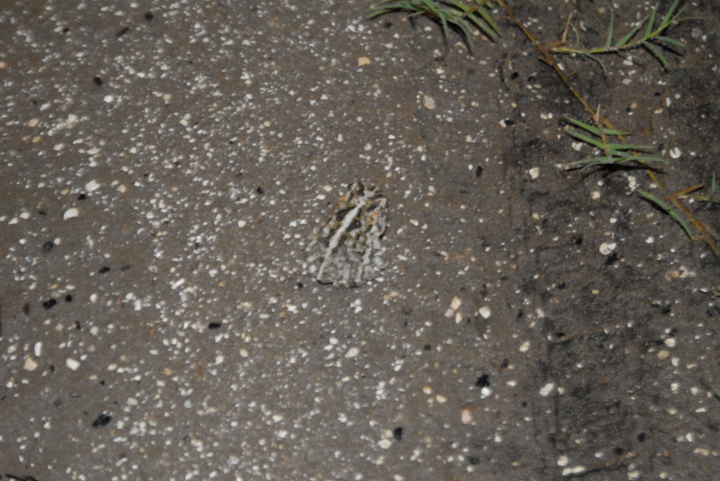Post daytona field herping with Jaffo and Eric