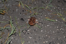 Post daytona field herping with Jaffo and Eric