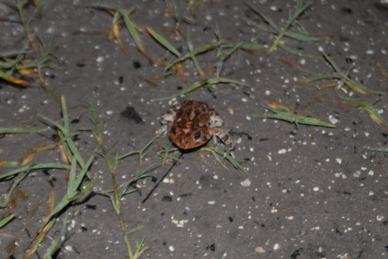 Post daytona field herping with Jaffo and Eric
