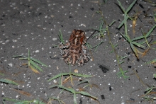 Post daytona field herping with Jaffo and Eric