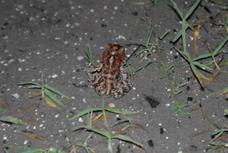 Post daytona field herping with Jaffo and Eric