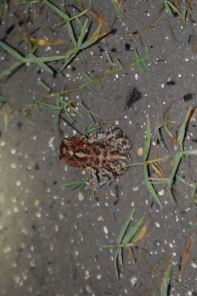 Post daytona field herping with Jaffo and Eric
