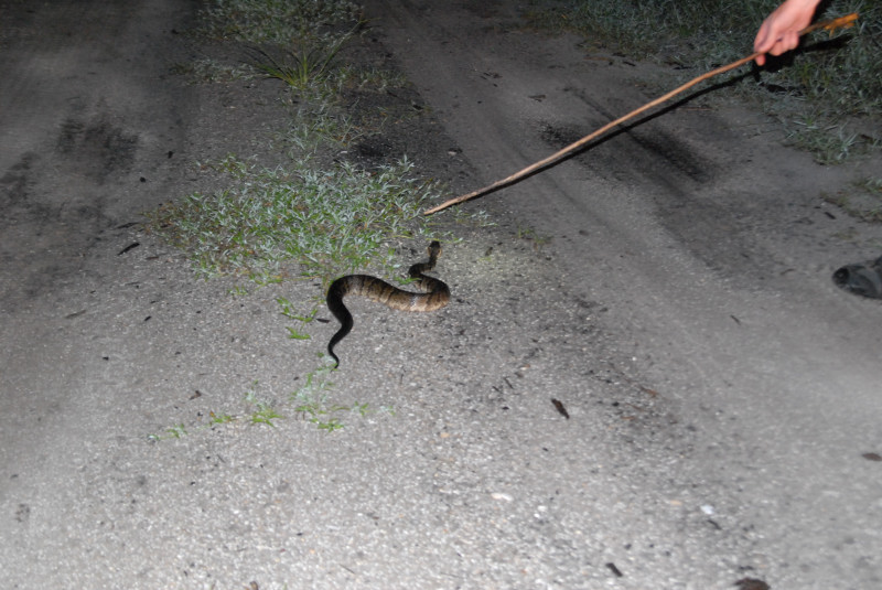 Post daytona field herping with Jaffo and Eric