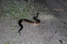 Post daytona field herping with Jaffo and Eric