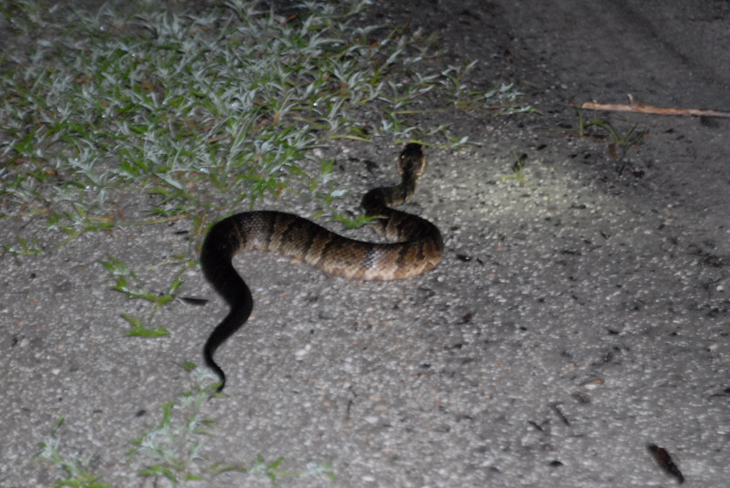 Post daytona field herping with Jaffo and Eric