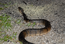 Post daytona field herping with Jaffo and Eric