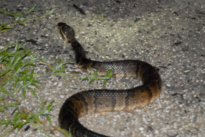 Post daytona field herping with Jaffo and Eric