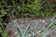 Post daytona field herping with Jaffo and Eric