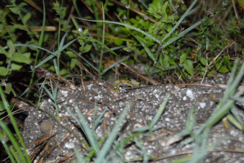 Post daytona field herping with Jaffo and Eric
