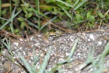 Post daytona field herping with Jaffo and Eric