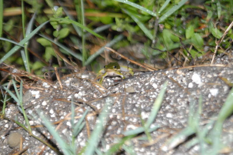 Post daytona field herping with Jaffo and Eric