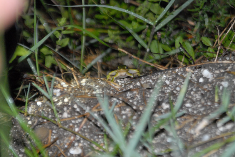 Post daytona field herping with Jaffo and Eric