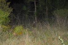 Post daytona field herping with Jaffo and Eric