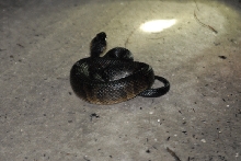 Post daytona field herping with Jaffo and Eric