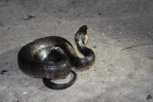 Post daytona field herping with Jaffo and Eric