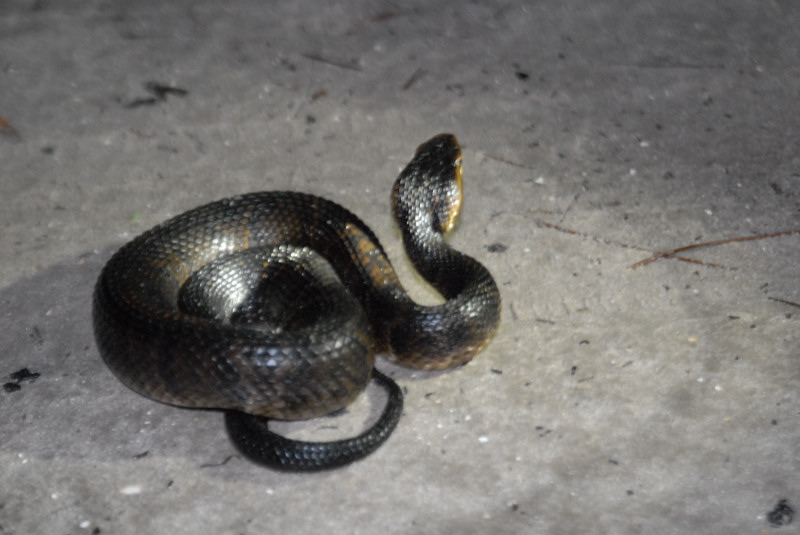 Post daytona field herping with Jaffo and Eric