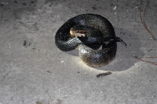 Post daytona field herping with Jaffo and Eric