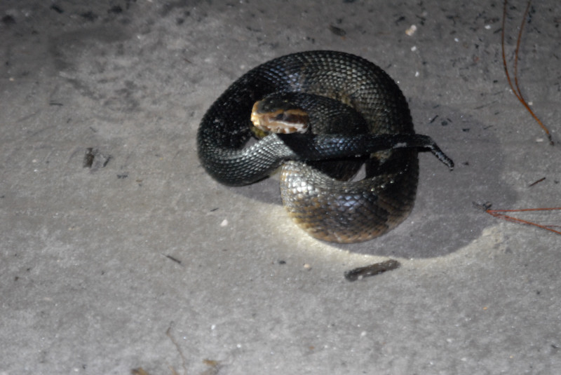 Post daytona field herping with Jaffo and Eric