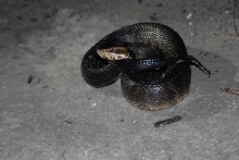 Post daytona field herping with Jaffo and Eric