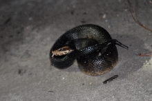Post daytona field herping with Jaffo and Eric