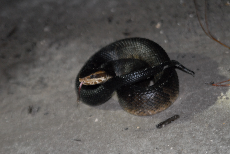 Post daytona field herping with Jaffo and Eric