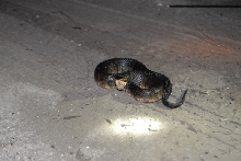 Post daytona field herping with Jaffo and Eric