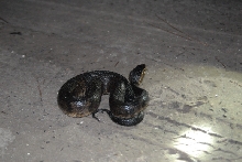 Post daytona field herping with Jaffo and Eric