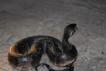 Post daytona field herping with Jaffo and Eric