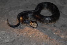 Post daytona field herping with Jaffo and Eric
