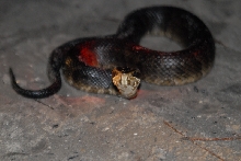 Post daytona field herping with Jaffo and Eric