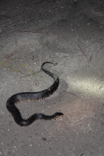 Post daytona field herping with Jaffo and Eric