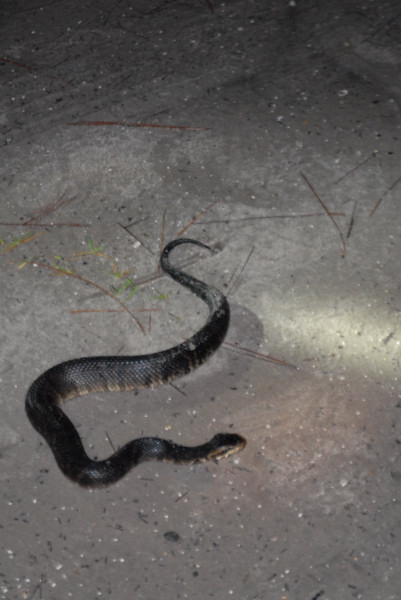 Post daytona field herping with Jaffo and Eric