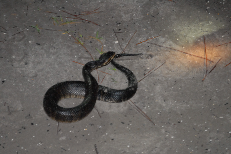 Post daytona field herping with Jaffo and Eric