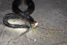 Post daytona field herping with Jaffo and Eric
