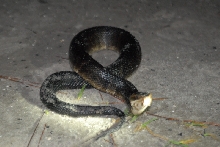 Post daytona field herping with Jaffo and Eric