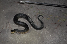 Post daytona field herping with Jaffo and Eric