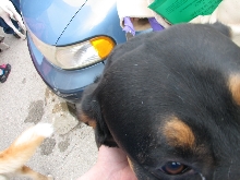 Milwaukee Area Domestic Animal Control 2010 No Pet Left Behind Event