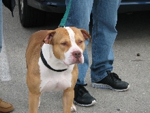 Milwaukee Area Domestic Animal Control 2010 No Pet Left Behind Event