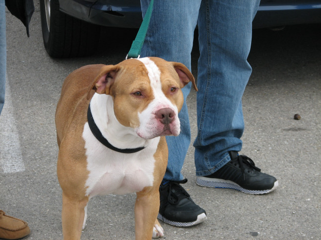 Milwaukee Area Domestic Animal Control 2010 No Pet Left Behind Event