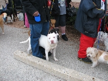 Milwaukee Area Domestic Animal Control 2010 No Pet Left Behind Event