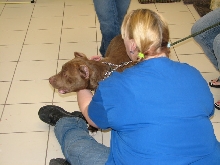 Milwaukee Area Domestic Animal Control 2010 No Pet Left Behind Event