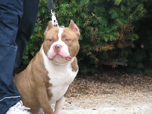 Milwaukee Area Domestic Animal Control 2010 No Pet Left Behind Event