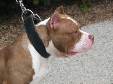 Milwaukee Area Domestic Animal Control 2010 No Pet Left Behind Event