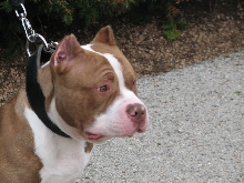 Milwaukee Area Domestic Animal Control 2010 No Pet Left Behind Event