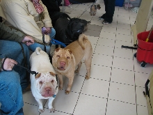 Milwaukee Area Domestic Animal Control 2010 No Pet Left Behind Event