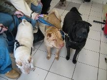 Milwaukee Area Domestic Animal Control 2010 No Pet Left Behind Event