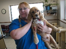 Milwaukee Area Domestic Animal Control 2010 No Pet Left Behind Event
