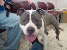 Milwaukee Area Domestic Animal Control 2010 No Pet Left Behind Event