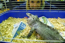 Reptile Rampage 2010